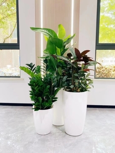 宁波花木出租价格